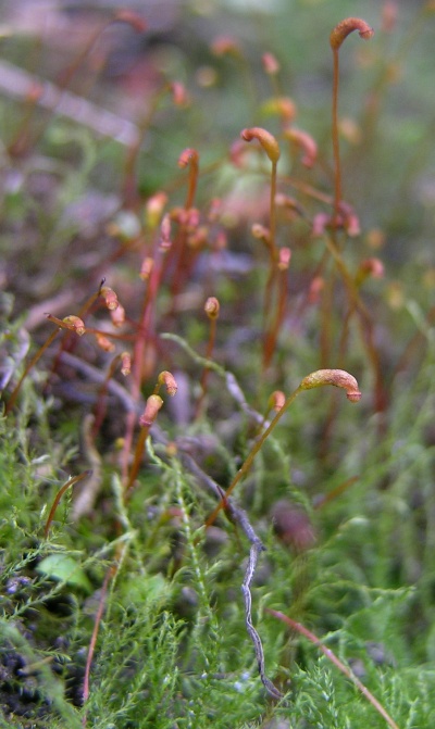 Amblystegium serpens