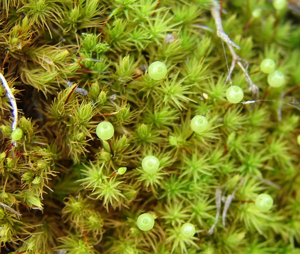 Bartramia stricta