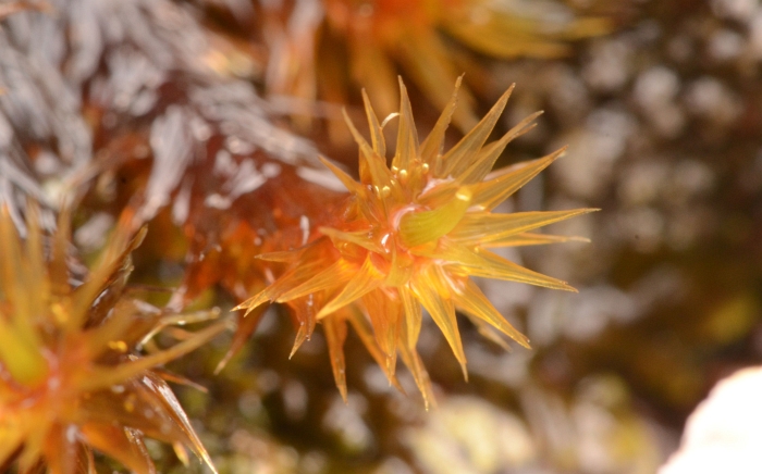 Breutelia subplicata