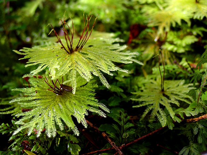 Hypopterygium arbuscula