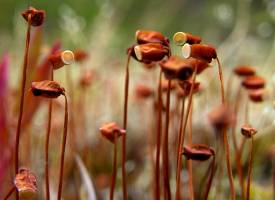 Polytrichum piliferum