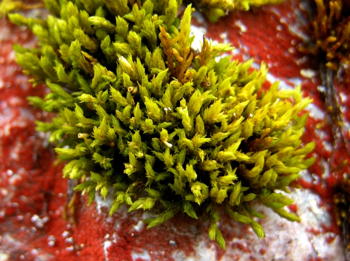 racomitrium didymum