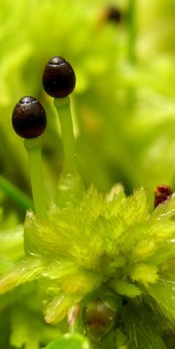 Sphagnum falcatulum