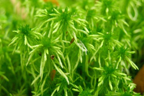 Sphagnum fimbriatum