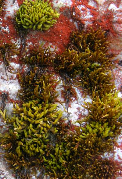 Acroschisma wilsonii