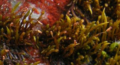 Acroschisma wilsonii