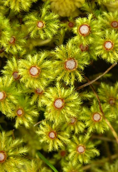 Breutelia dumosa