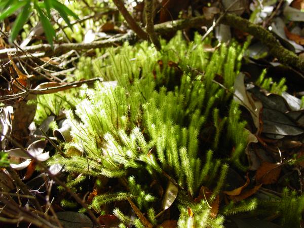 Breutelia subplicata