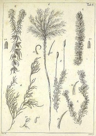 Dendroligotrichum Bridel