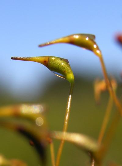 Dicranoloma billardieri