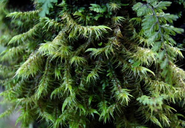 Dicranoloma robustum Chiloé