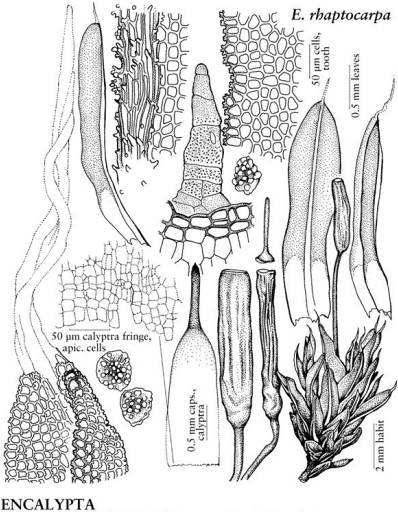 Encalypta rhaptocarpa