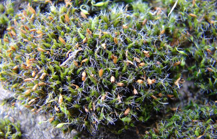 Grimmia trichophylla