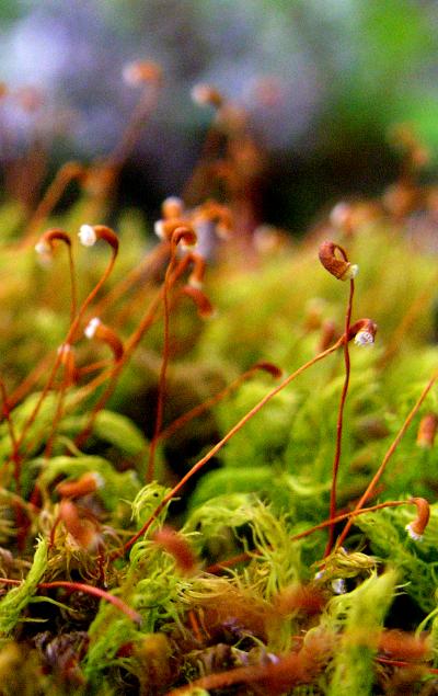 Hymenodontopsis mnioides
