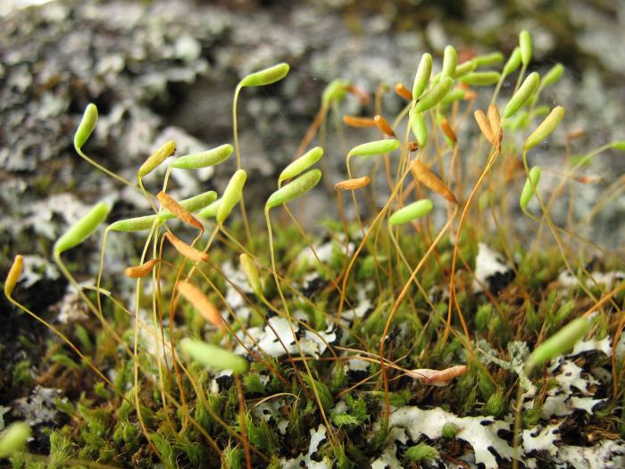 Leptostomum menziesii