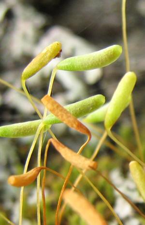 Leptostomum menziesii