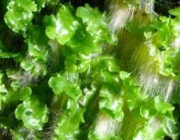 Marchantia