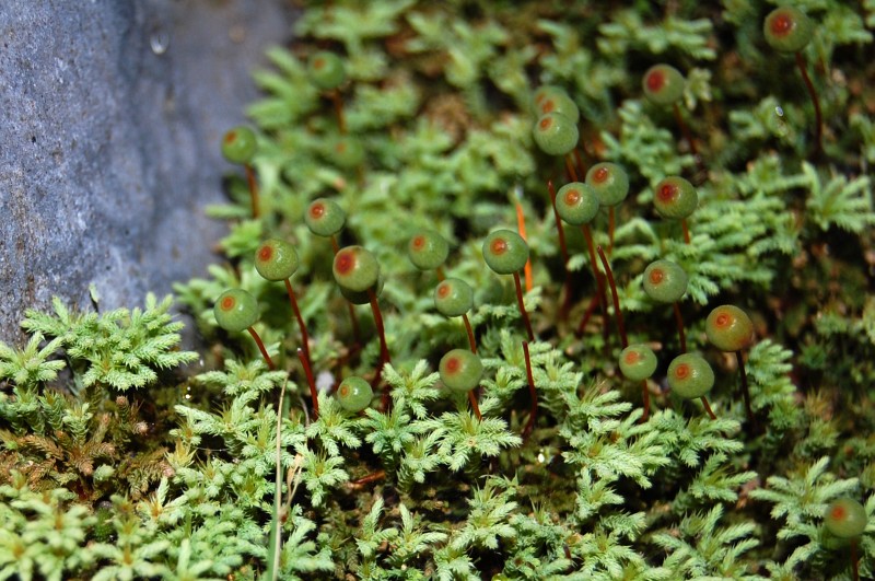 Philonotis scabrifolia
