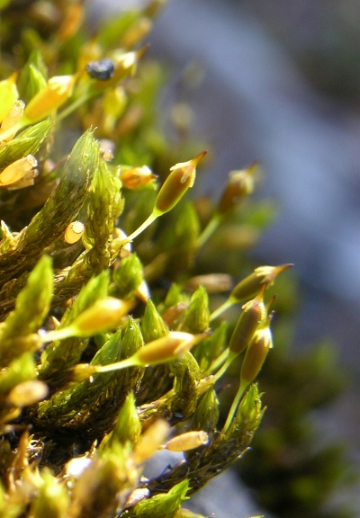 racomitrium didymum