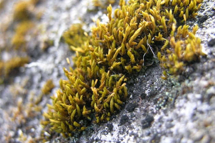 racomitrium didymuum