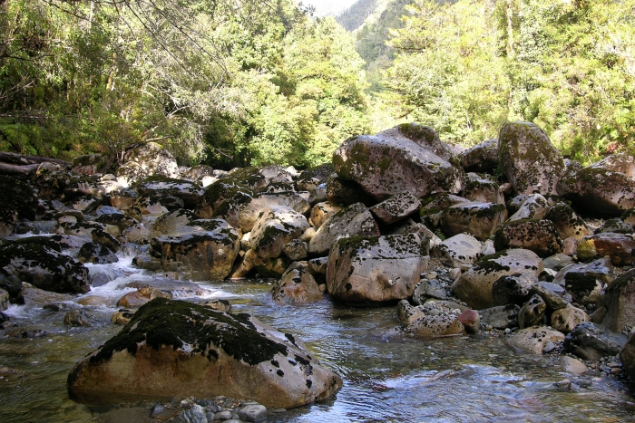 Racomitrium lamprocarpum