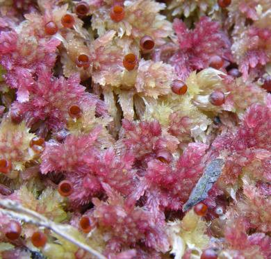 Sphagnum capillifolium