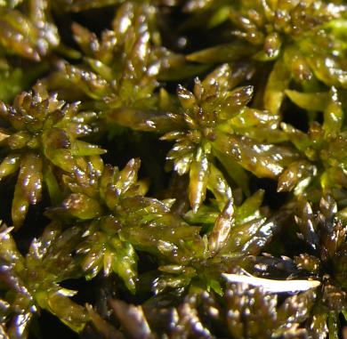 Sphagnum subsecundum