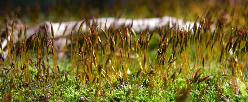 Tortula muralis