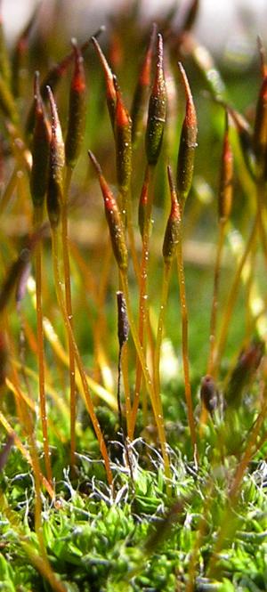 Tortula muralis