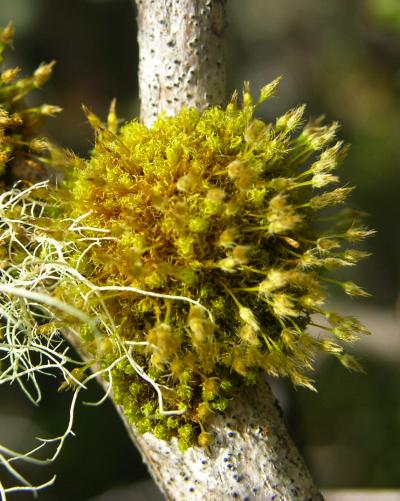 Ulota germana