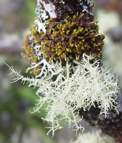 Ulota sp.