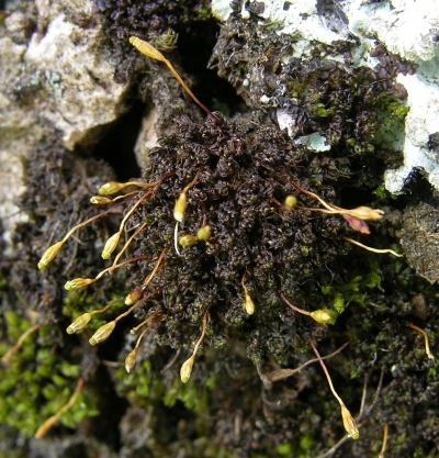 Zygodon menziesii