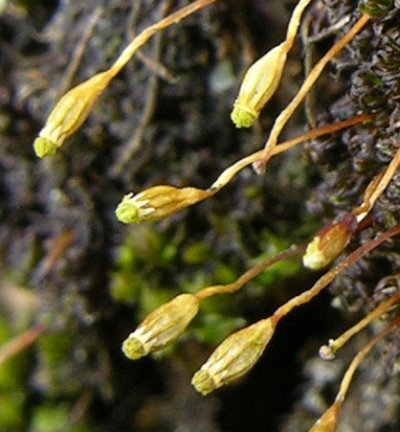 Zygodon menziesii