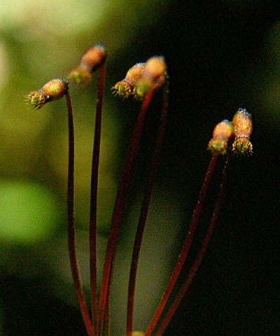 Hypopterygium arbuscula
