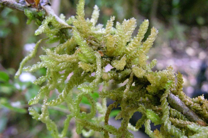 Weymouthia cochlearifolia